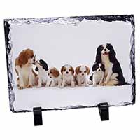 King Charles Spaniel Dogs, Stunning Photo Slate