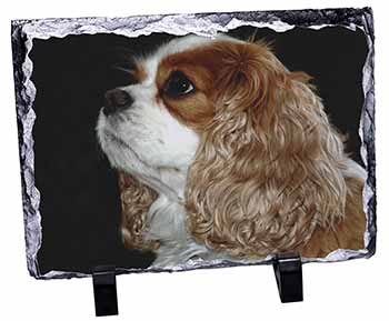 Blenheim King Charles Spaniel, Stunning Photo Slate