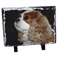 Blenheim King Charles Spaniel, Stunning Photo Slate