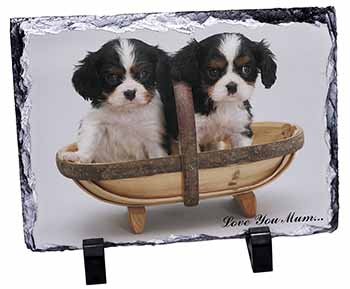 King Charles Puppies 