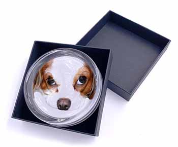 Cavalier King Charles Spaniel Glass Paperweight in Gift Box