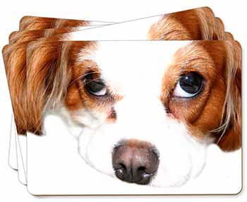 Cavalier King Charles Spaniel Picture Placemats in Gift Box