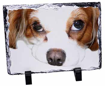 Cavalier King Charles Spaniel, Stunning Photo Slate