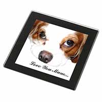 King Charles Spaniel 