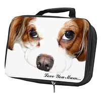 King Charles Spaniel 