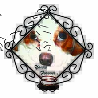 Cavalier King Charles 
