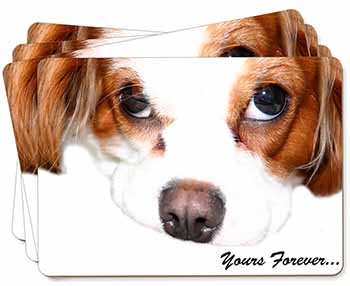 Cavalier King Charles 