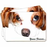 Cavalier King Charles 