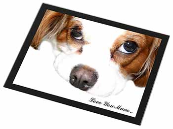 Cavalier King Charles 