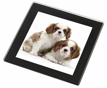 Blenheim King Charles Spaniels Black Rim High Quality Glass Coaster