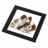 Blenheim King Charles Spaniels Black Rim High Quality Glass Coaster