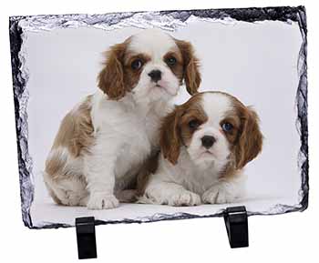 Blenheim King Charles Spaniels, Stunning Photo Slate