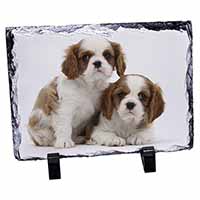 Blenheim King Charles Spaniels, Stunning Photo Slate