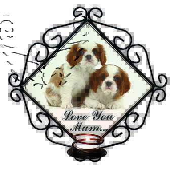 King Charles Pups 