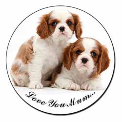 King Charles Pups 