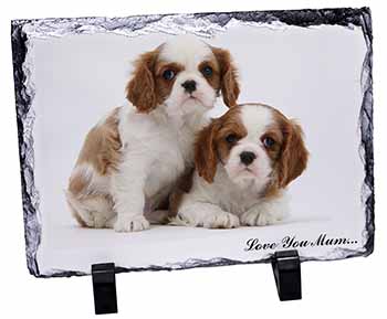 King Charles Pups 