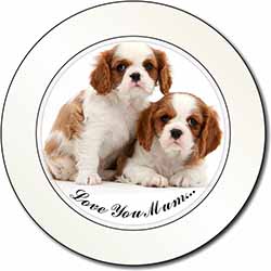 King Charles Pups 