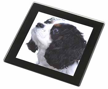 Tri-Colour King Charles Spaniel Dog Black Rim High Quality Glass Coaster