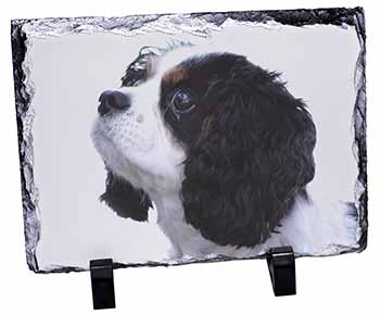 Tri-Colour King Charles Spaniel Dog, Stunning Photo Slate