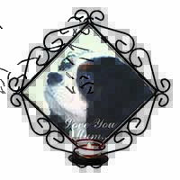 Tri King Charles Spaniel 