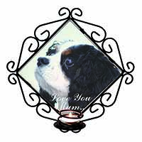 Tri King Charles Spaniel 