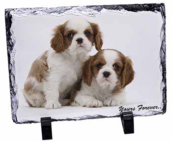 Blenheim King Charles Spaniels, Stunning Photo Slate