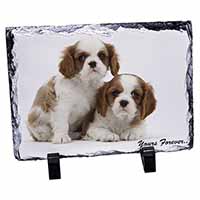 Blenheim King Charles Spaniels, Stunning Photo Slate