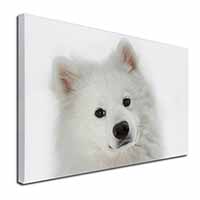 Samoyed Dog Canvas X-Large 30"x20" Wall Art Print