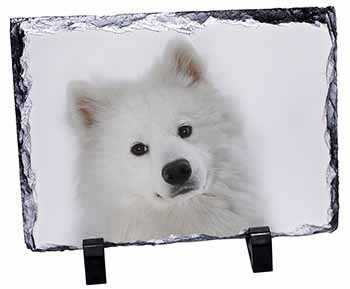 Samoyed Dog, Stunning Photo Slate