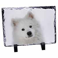 Samoyed Dog, Stunning Photo Slate