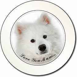 Samoyed Dog 