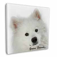 Samoyed Dog 