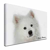 Samoyed Dog 