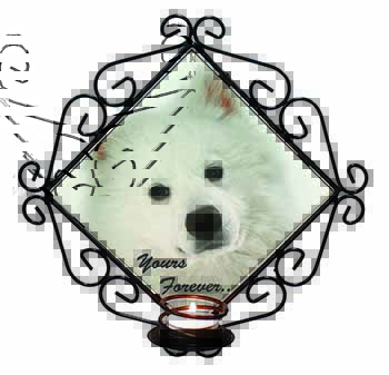 Samoyed Dog 