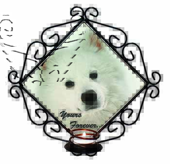 Samoyed Dog 