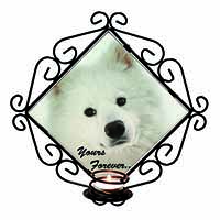 Samoyed Dog 