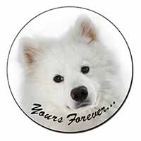 Samoyed Dog 