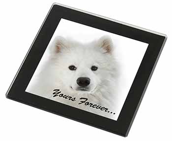 Samoyed Dog 