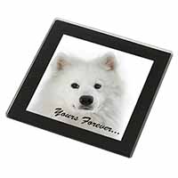 Samoyed Dog 