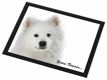 Samoyed Dog 