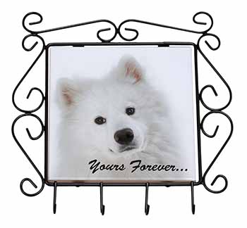 Samoyed Dog 