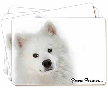 Samoyed Dog 