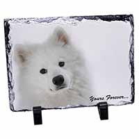 Samoyed Dog 