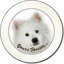 Samoyed Dog 