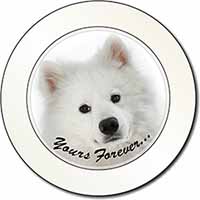 Samoyed Dog 