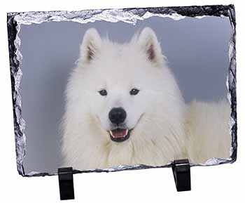 Samoyed Dog, Stunning Photo Slate