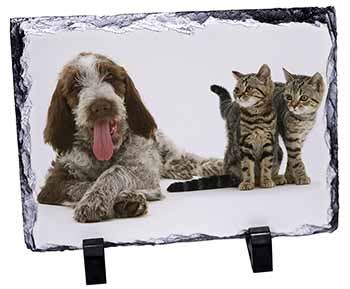 Italian Spinone Dog and Kittens, Stunning Photo Slate