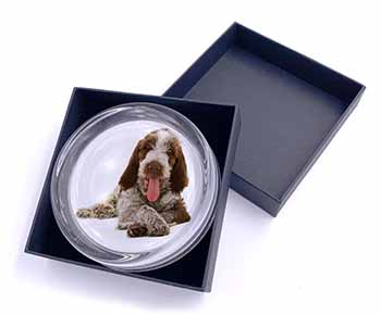 Italian Spinone Dog Glass Paperweight in Gift Box