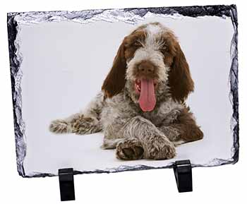 Italian Spinone Dog, Stunning Photo Slate