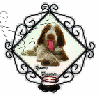 Italian Spinone Dog 